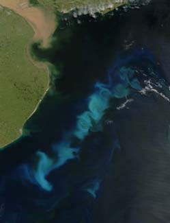 Phytoplankton bloom. One proposed geoengineering scheme involves seeding these with iron to encourage growth